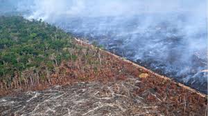 EU Postpones Enforcement of Anti‑Deforestation Law by One Year