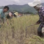 China–Laos Agricultural Science Partnership Delivers New Gains in Productivity and Innovation
