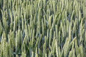 Elsoms Varieties Excel on the 2026 AHDB Recommended List