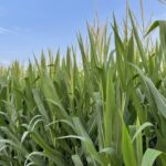 CGIAR and Partners Launch Global Push for AI-Driven Agriculture