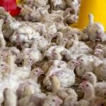 UK Bans Pig and Chicken Cages, Farmers Warn of Trade Disadvantages