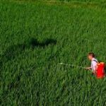 Yangnong Chemical Secures First Registration for Tetrachlorantraniliprole Mixture in China