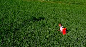 Yangnong Chemical Secures First Registration for Tetrachlorantraniliprole Mixture in China