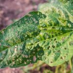 Climate Change Drives Surge in Crop Pests, Threatening Global Food Security