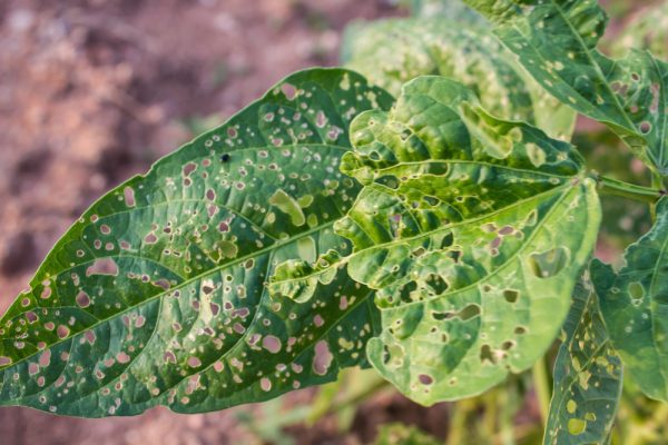 Climate Change Drives Surge in Crop Pests, Threatening Global Food Security