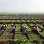 Seed Preservation Emerges as Cultural and Climate Action Among Asian American Farmers