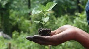 Government Strengthens Natural Farming Initiatives Across India