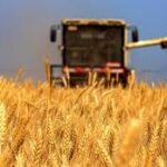 China-Developed Fungicide Launched to Strengthen Control of Wheat Scab and Stalk Rot