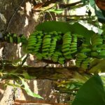 BARC Unveils Kaveri Vaaman, India’s First Mutant Banana: A Breakthrough for Farmers and Nuclear Agriculture