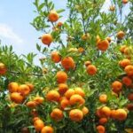 New Method Greatly Improves Transgene-Free Genome Editing Efficiency in Citrus