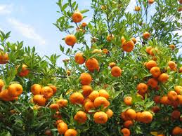 New Method Greatly Improves Transgene-Free Genome Editing Efficiency in Citrus