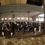 Global Health Costs of Factory Farming Raise Concerns Over Livestock Systems