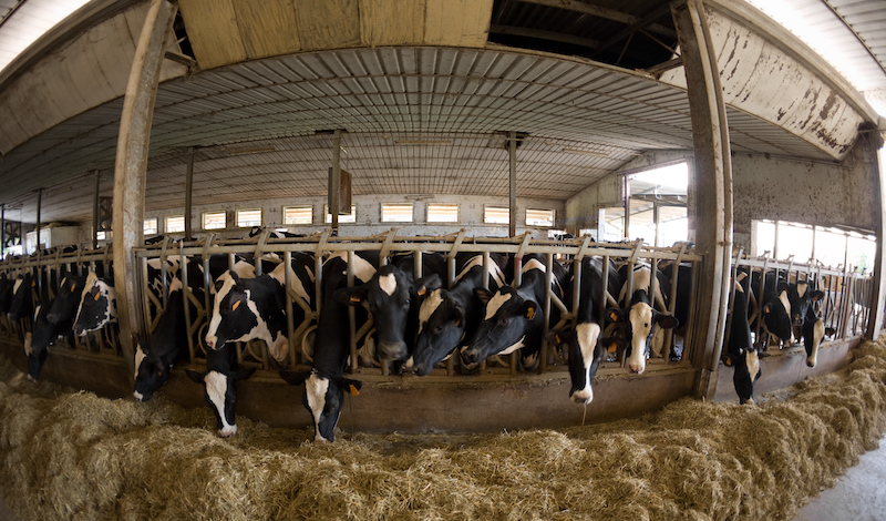 Global Health Costs of Factory Farming Raise Concerns Over Livestock Systems