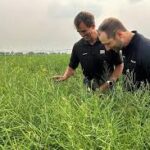 Canadian Farmers Achieve Record Spring Wheat and Canola Harvests