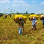 Agriculture News Focuses on Policy, Technology, and Climate Adaptation Trends