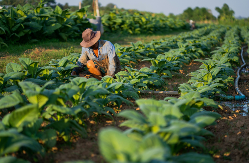 Climate Change Amplifies Global Crop Pest Threats