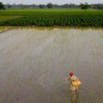 India’s Rice Export Surge Intensifies Groundwater Crisis in Key Farming States