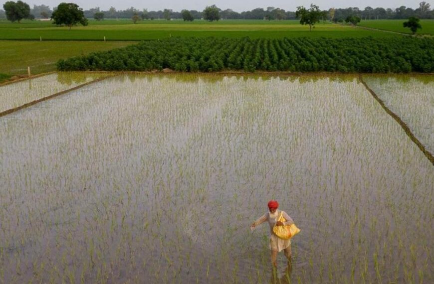 India’s Rice Export Surge Intensifies Groundwater Crisis in Key Farming States