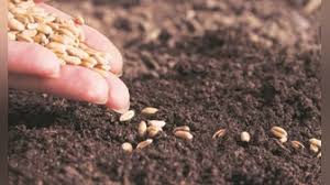 Agroallianz Launches New Biostimulant and Adjuvant Line to Boost Pasture Productivity in Brazil