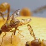 Mexican Fruit Fly Outbreak Raises Alarm for U.S. Citrus Growers