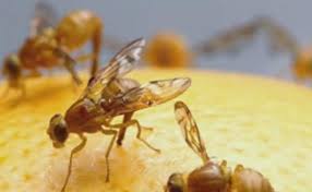 Mexican Fruit Fly Outbreak Raises Alarm for U.S. Citrus Growers