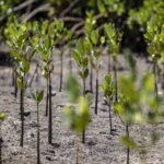 Global Reforestation Accelerates, Led by Five Countries, Says FAO