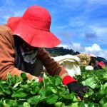 Global Student Agriculture Exchange Strengthens Sustainable Farming Education