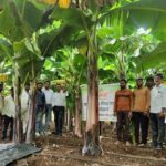 Deepak Fertilizers Empowers Banana Farmers in Solapur with Advanced Nutrition Solutions