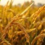 India Overtakes China to Become the World’s Largest Rice Producer