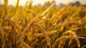 India Overtakes China to Become the World’s Largest Rice Producer