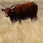 Cows Excluded from Paris International Agriculture Show Amid Disease Concerns