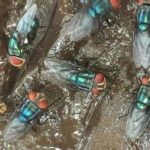 USDA Launches “New World Screwworm Grand Challenge” to Safeguard Livestock and Crops