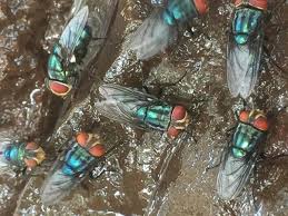 USDA Launches “New World Screwworm…