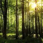 Global Grain Traders’ Green Pledges Face Growing Scrutiny