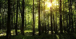 Global Grain Traders’ Green Pledges Face Growing Scrutiny