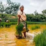 No-Till Farming Techniques Gain Attention