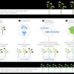 CRISPR and Gene Editing Continue to Transform Agriculture