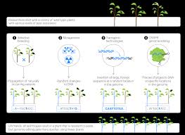 CRISPR and Gene Editing Continue to Transform Agriculture