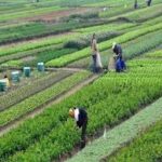 Rabi Sowing Nears Completion in Pune Division