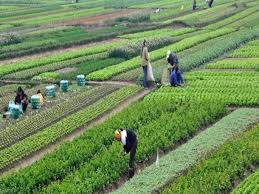 Rabi Sowing Nears Completion in&hellip;