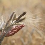 FAO Launches Investment Drive to Promote Sustainable Agriculture and Biodiversity