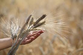 FAO Launches Investment Drive to Promote Sustainable Agriculture and Biodiversity