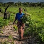 FAO Reports Record Global Agriculture Spending but Flags SDG Challenges