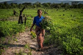 FAO Reports Record Global Agriculture Spending but Flags SDG Challenges