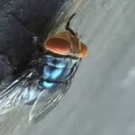 New World Screwworm Pest Detected Near U.S.–Mexico Border, Raising Biosecurity Concerns