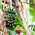 Climate Change Reshapes Sicilian Agriculture as Bananas Replace Lemons