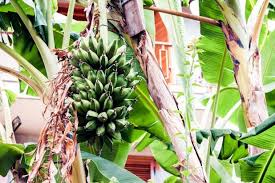 Climate Change Reshapes Sicilian Agriculture as Bananas Replace Lemons