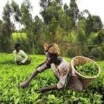 Study Finds Climate-Smart Agriculture Reduces Migration Pressures in Africa