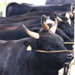 China Introduces Beef Import Curbs to Shield Domestic Livestock Sector