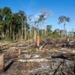 Brazil’s Soy Industry Withdraws from Amazon Soy Moratorium, Sparking Deforestation Fears